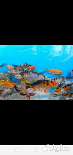 Карп кои(рыбки для пруда), гиацинты