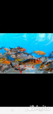 Карп кои(рыбки для пруда), гиацинты