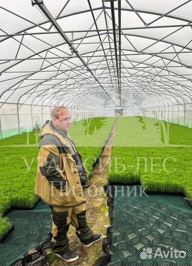 Горная сосна Мугус с зкс сеянцы