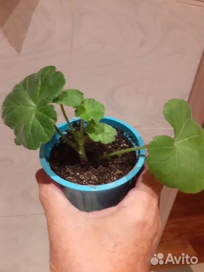 Пеларгония герань сортовая