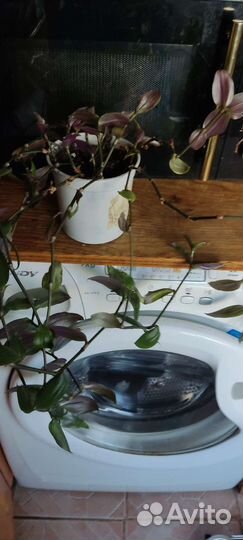 Традесканции сортовые. Набор микс