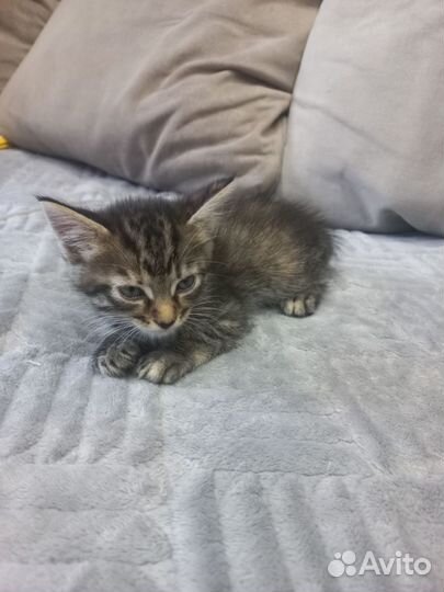 Продам игрывых котят Майнкунчиков