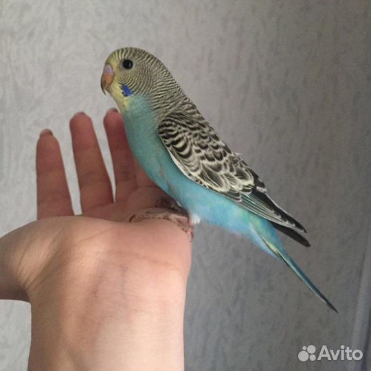 Волнистые попугаи