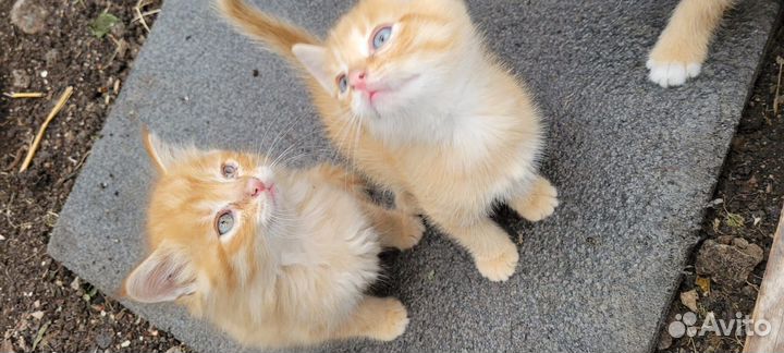 Дарю котят