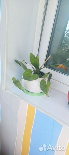 Цветок мужское счастье спатифилион