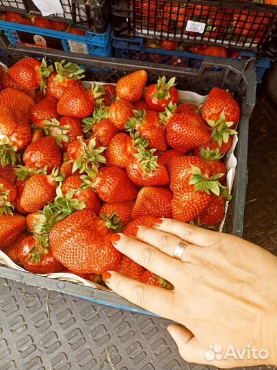 Клубника малина Свежая