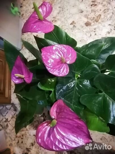 Антуриум редкий