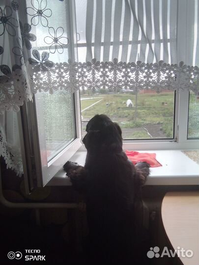 Отдам в добрые руки