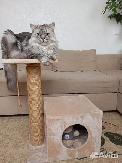 Домик для кошки с когтеточкой бу