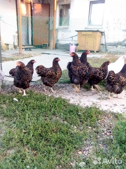 Куры породы кокинхин И орпингтон