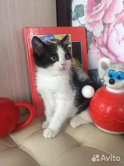 Мальчик.ищет дом