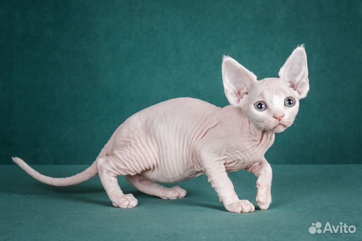 Котенок девон рекс