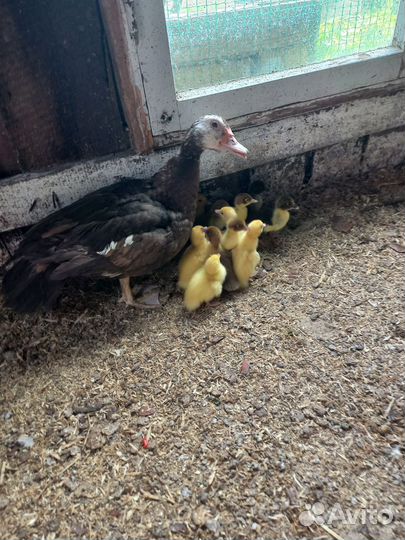 Индоутята суточные