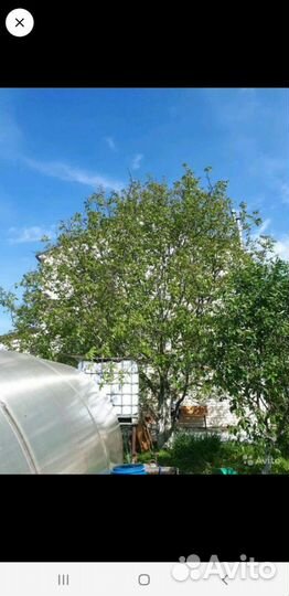 Грецкий орех саженцы 3-х летки