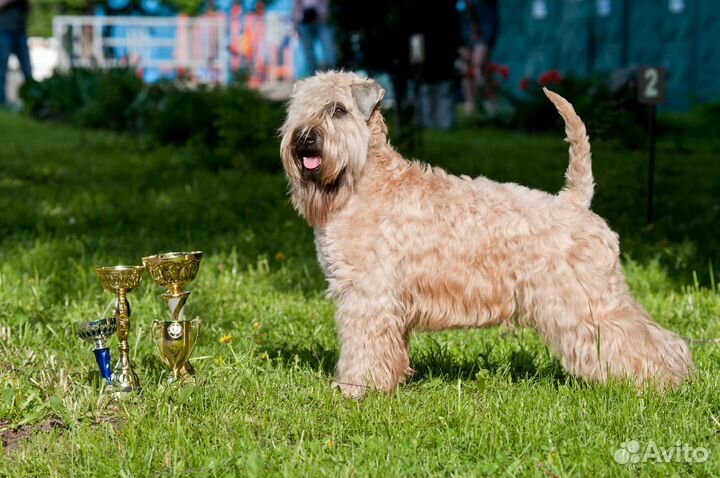 Ирландский мягкошёрстный пшеничный терьер