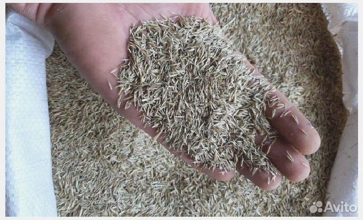 Семена мятлика лугового опт