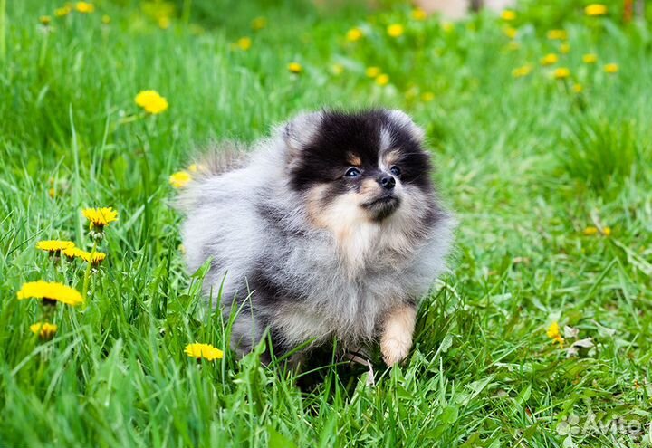 Шпиц мраморный