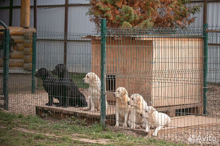 Уход за собаками с проживанием