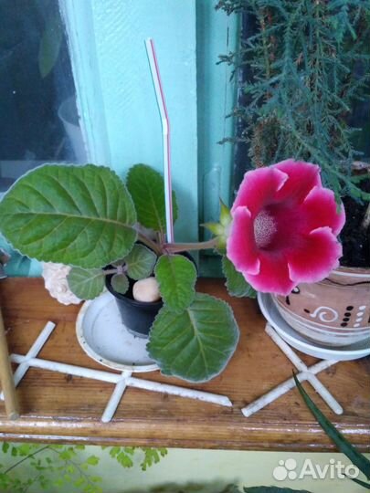 Глоксиния в горшке