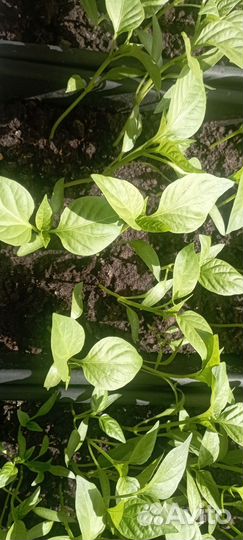 Рассада перца сладкого Толстостенного