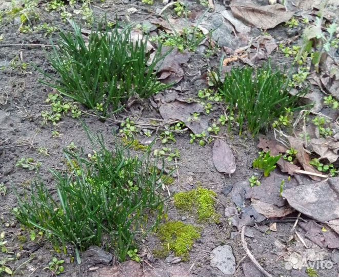 Птицемлечник