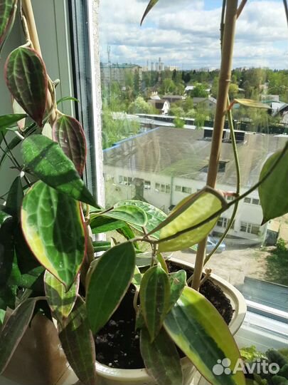 Хойя imperialis pink, Macrophylla albomarginata