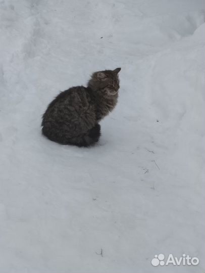 Котята : пушистый котёнок - котик в добрые руки