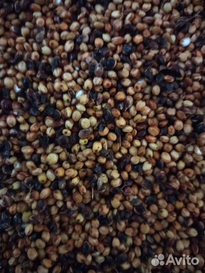 Сорго красное