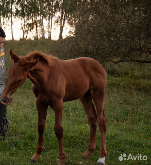 Лошадь кобыла