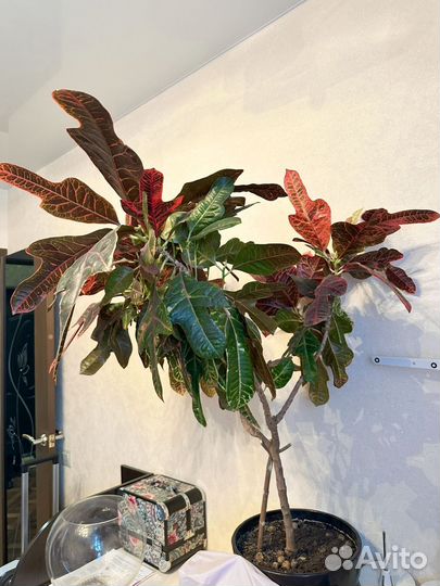 Кодиеум ищет новый дом