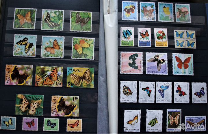 Фауна Бабочки