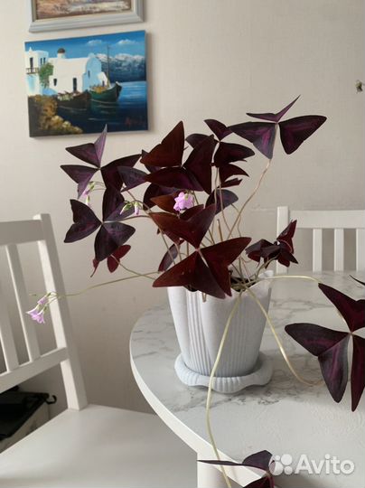 Кислица оксалис цветущая