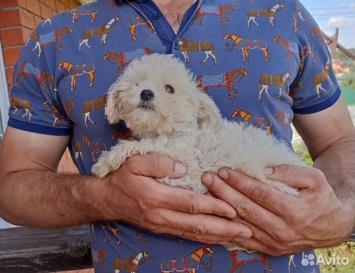 Мальтипу купить