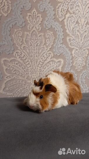 Морские свинки