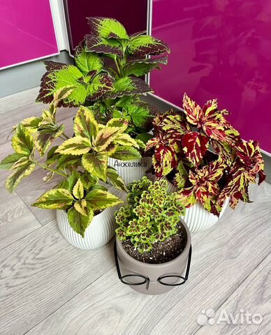 Красивые колеусы (4 сорта) купить в Нижнем Новгороде | Товары для дома ...