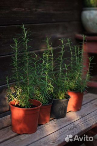 Розмарин в горшке