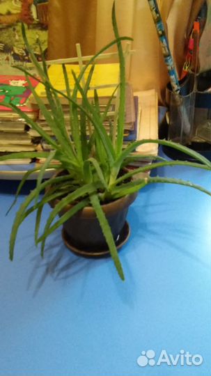 Продаётся алоэ 1-7 лет