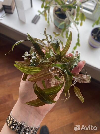 Растения для аквариума, улитки