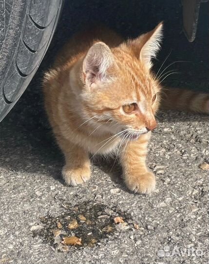 Кот в добрые руки