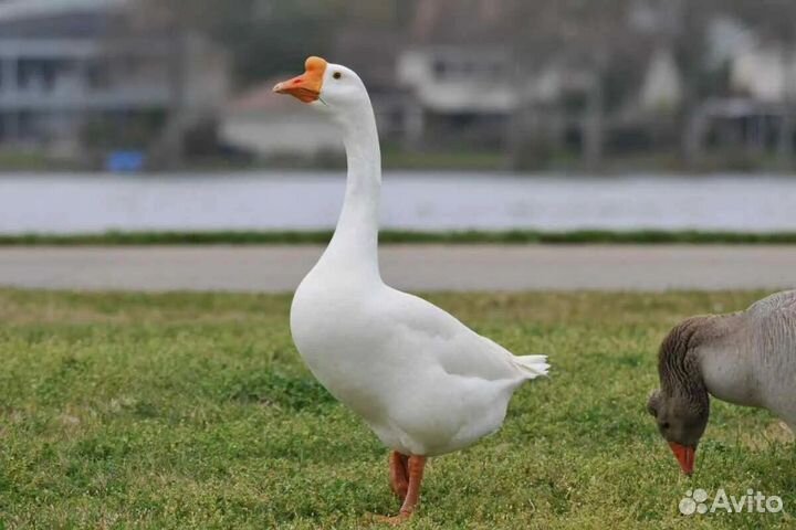 Гуси