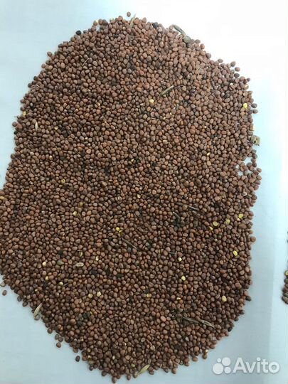 Редька масличная, сорт Тамбовчанка