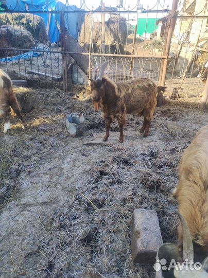 Козел ламанча