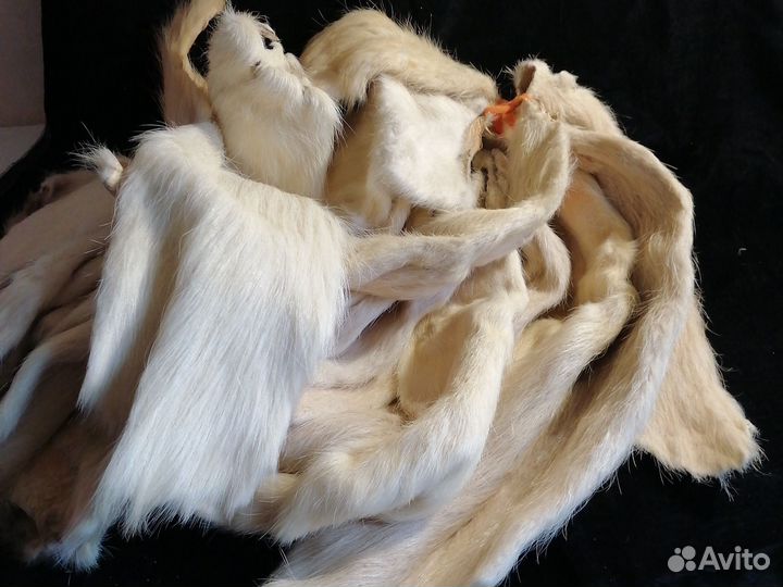 Шкурки нутрий на поделки