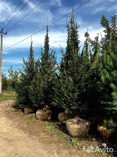Сосна из питомника 5.85 М