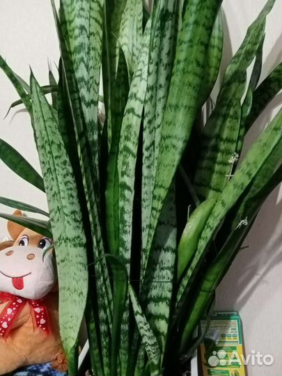 Сансевиерия, это пример растения, продаём деток