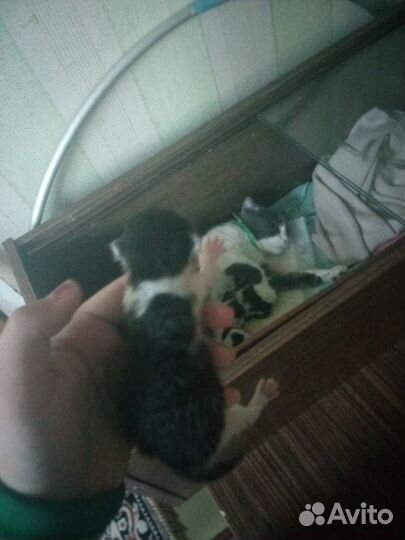 Отдам котят бесплатно