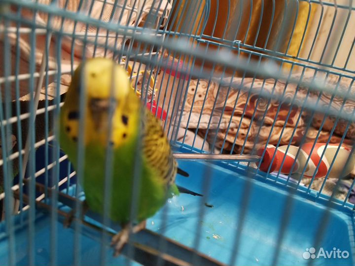 Волнистый попугай девочка