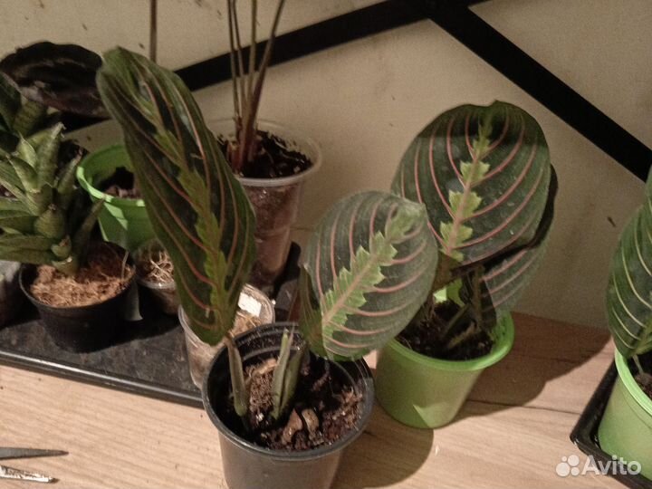 Маранта триколор, лимон лайм