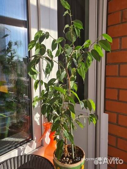 Фикус бенджамина