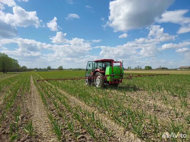 Чеснок любаша. Семена чеснока для посадки, в пищу